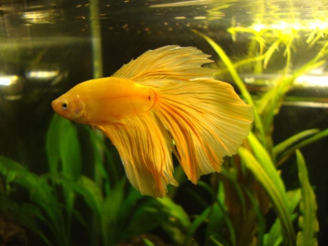 Желтая рыбка петушок.