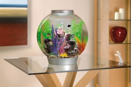 рыбки и растения в круглом аквариуме