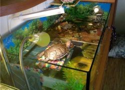 Аквариум для черепах