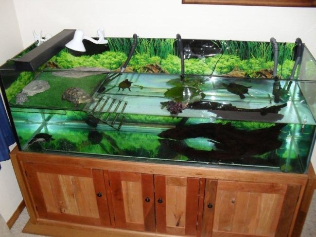 Удачное оформление аквариума для черепахи.