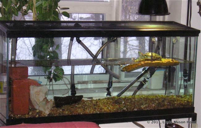 Простой аквариум для красноухой черепахи.