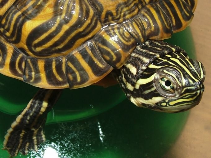 Как обустроить аквариум для черепахи