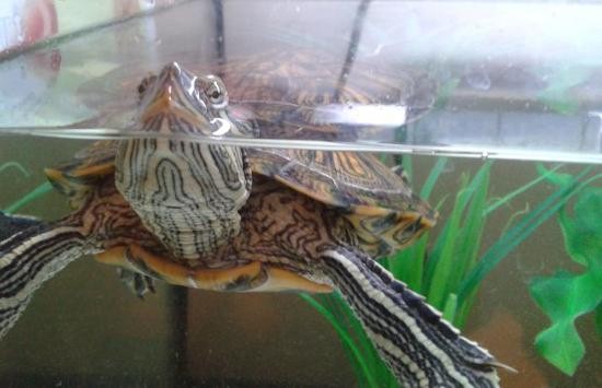 красноухая черепаха в домашних условиях