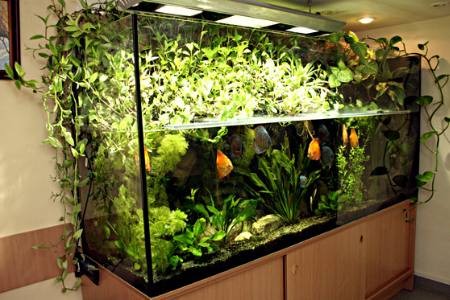 красивый аквариум