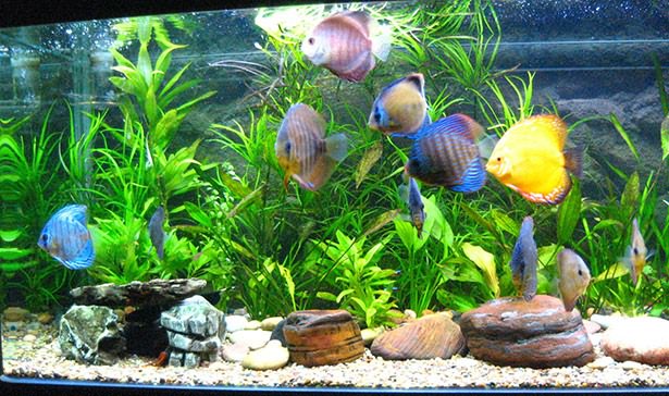 аквариум с рыбками