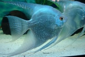 Скалярии: содержание в аквариуме