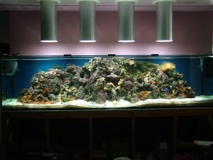 освещение морского аквариума