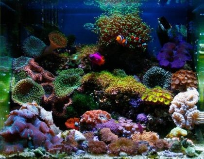 морской аквариум фото