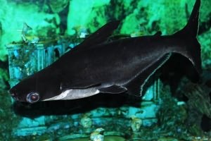 черная двухцветная акула