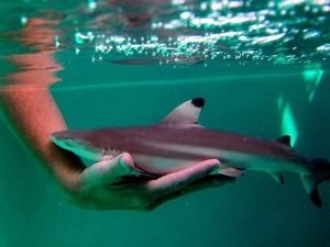 акула аквариумная
