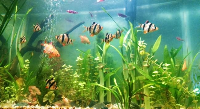 Общий аквариум с тигровыми барбусами.