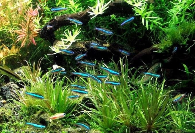 Какое количество рыбок должно жить в 30-ти литровом аквариуме 