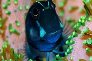 Рыбки для нано аквариума