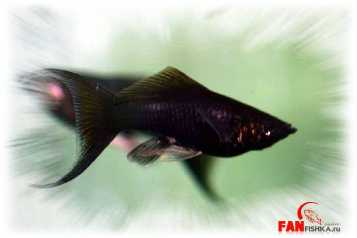 черноватая рыбка