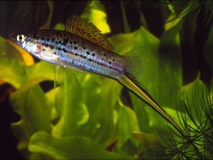 Каких рыбок завести начинающему аквариумисту