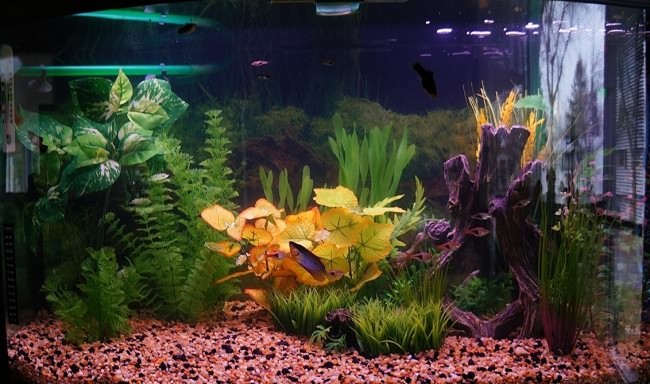 Домашний аквариум для гурами.