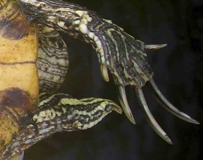 Когти у самца красноухой черепахи