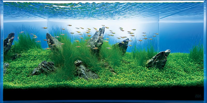 аквариум Такаши Амано с элеохарисом