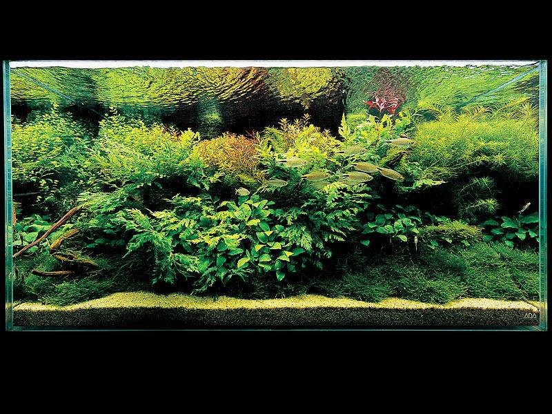 аквариум Амано с больбисом
