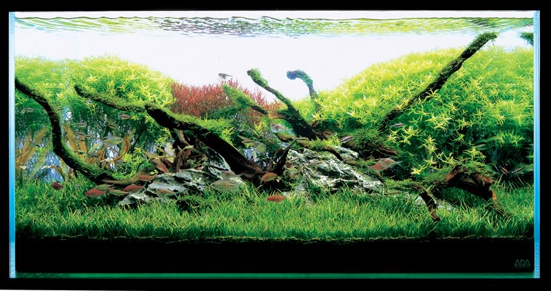 аквариум Такаши Амано с корягами
