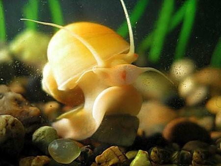Ампулярия - желтая аквариумная улитка