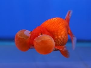 пузыреглаз золотая рыбка
