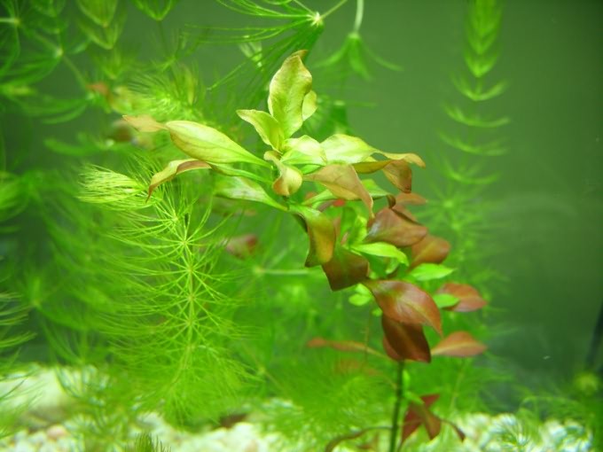 аквариумистика видео синезелёные водоросли обрастают на растениях