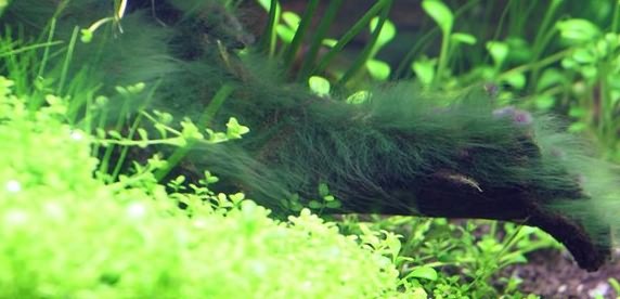 налет и водоросли