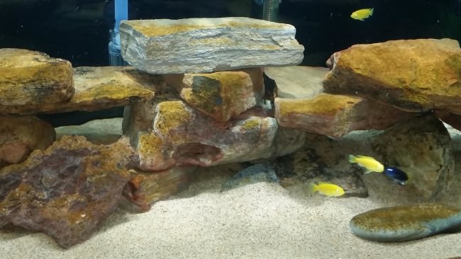 Бурые водоросли на камнях в аквариуме.