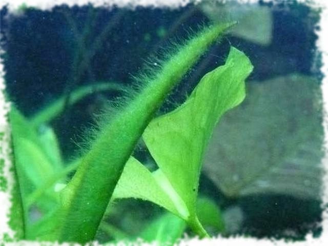 нитчатые водоросли в аквариуме