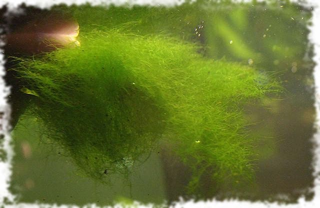 водоросль кладофора