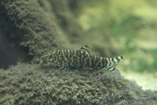 Акариумная рыбка мраморная боция.