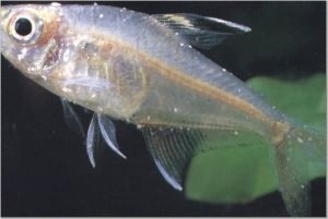 рыбка пораженная белым налетом