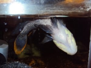 симптомы ацидоза у аквариумной рыбки