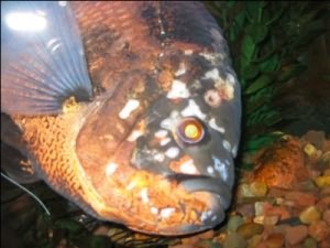 рыбка больная гексамитозом