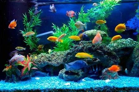 ухоженный аквариум с здоровыми рыбками