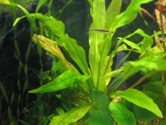 Болезни аквариумных растений1