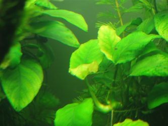 Болезни аквариумных растений4