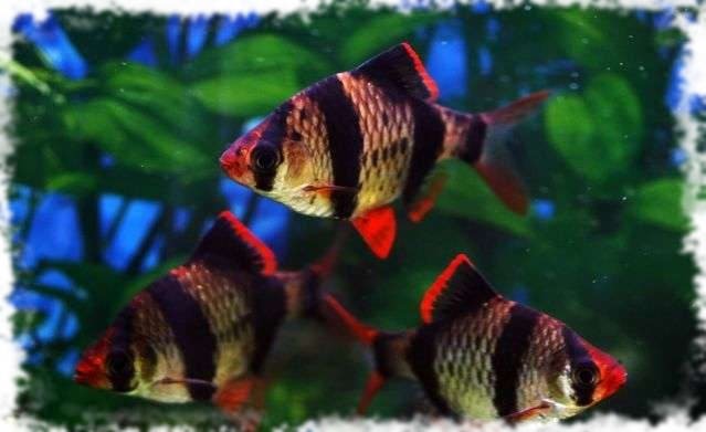 барбус популярная аквариумная рыбка