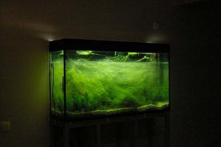 запущенный аквариум