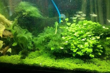 аквариум с нитчатыми водорослями