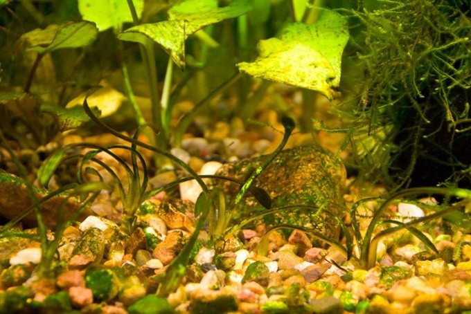 Как избавиться от бурой водоросли в аквариуме