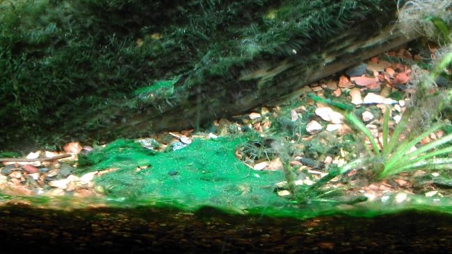 Сине-зеленые водоросли в резервуаре.