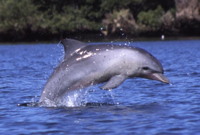 обитатели черного моря дельфины
