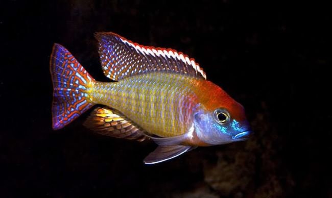 Одни из самых красочных пресноводных рыб.