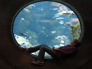 аквариумные мифы