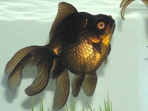 золотые рыбки лечение