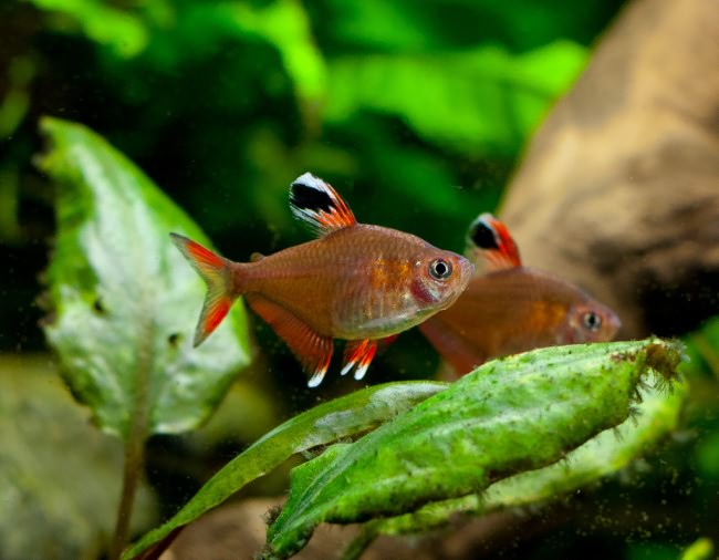 Ornate tetra.