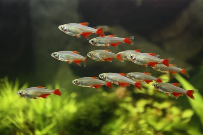 Bloodfin tetra familie characidae.