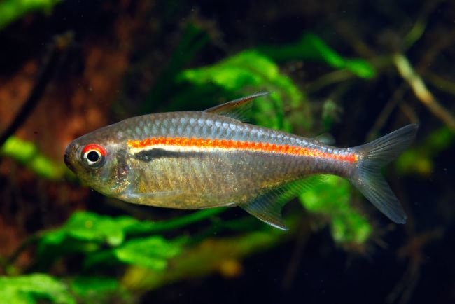 Familie characidae.